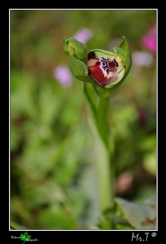 Ophrys oxyrrhynchos??